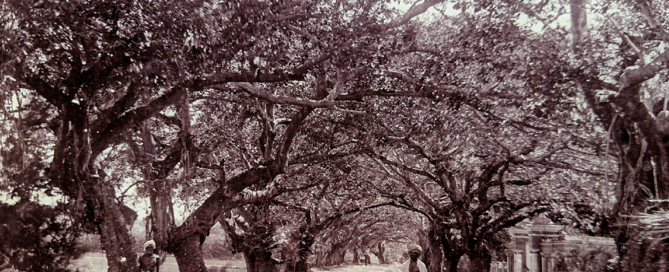 Antique Photo Madras Mowbray's Road 1902