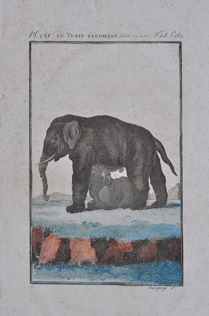 1808 The Baby Elephant Antique Print From Buffon
