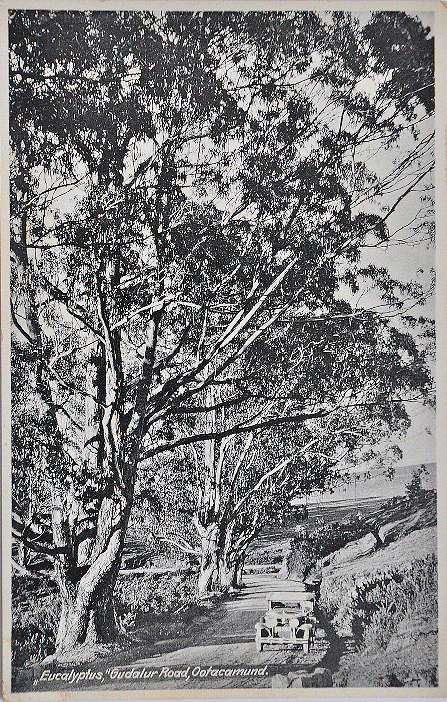 Eucalyptus Trees On Gudalur Road Ooty, 1920 Postcard